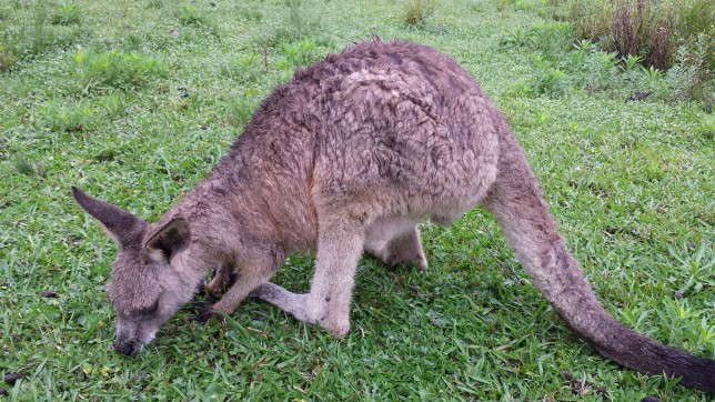 Kangaroos Morisset Park