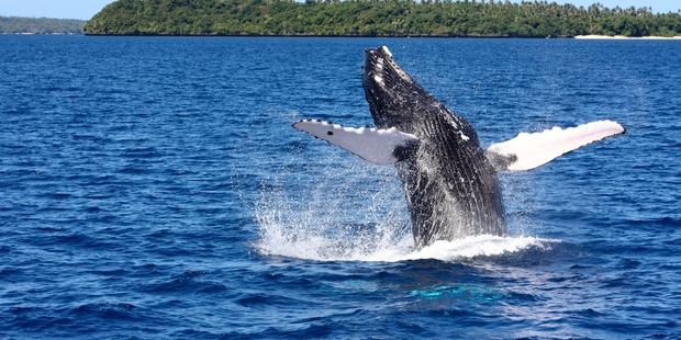 0-WHALES