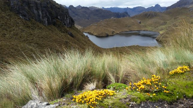 Cajas