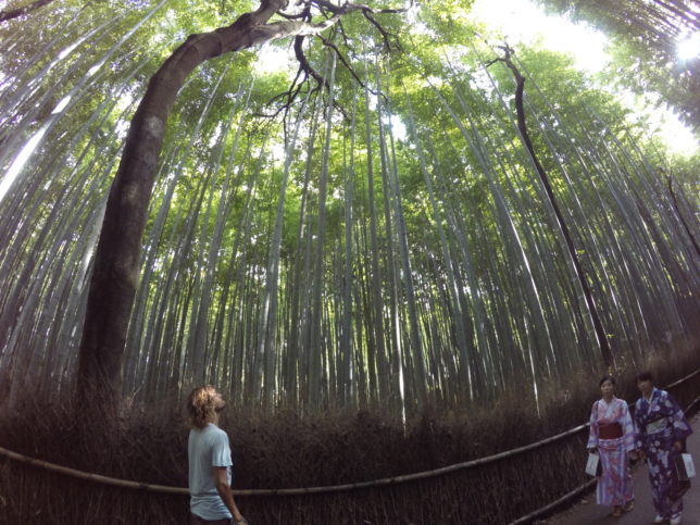 bamboo-forest