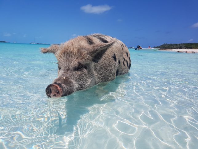 pigbeach